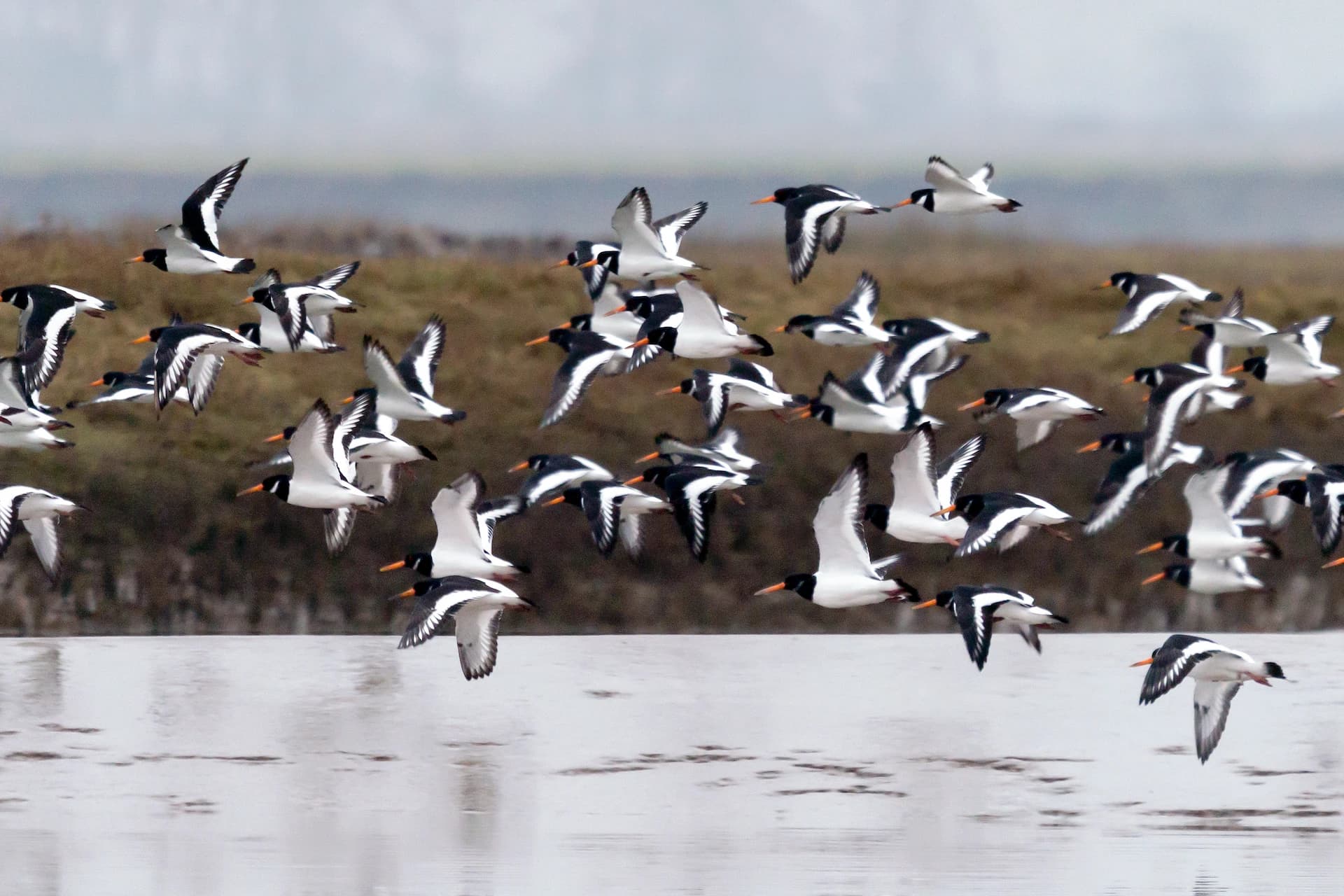 Oystercatchers in flight over a National Landscape