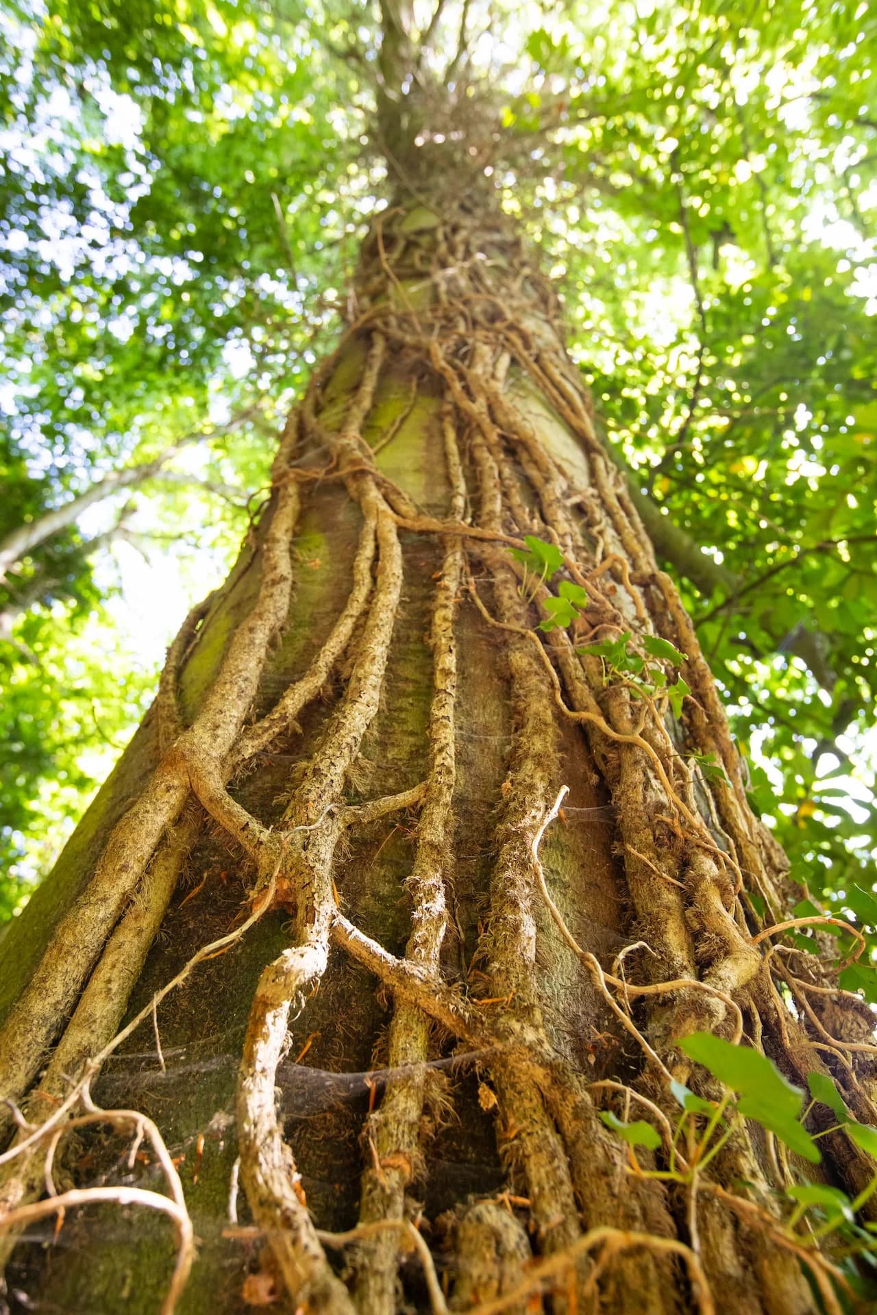 Ancient tree at Hawkwood, photographed from below looking up through the canopy