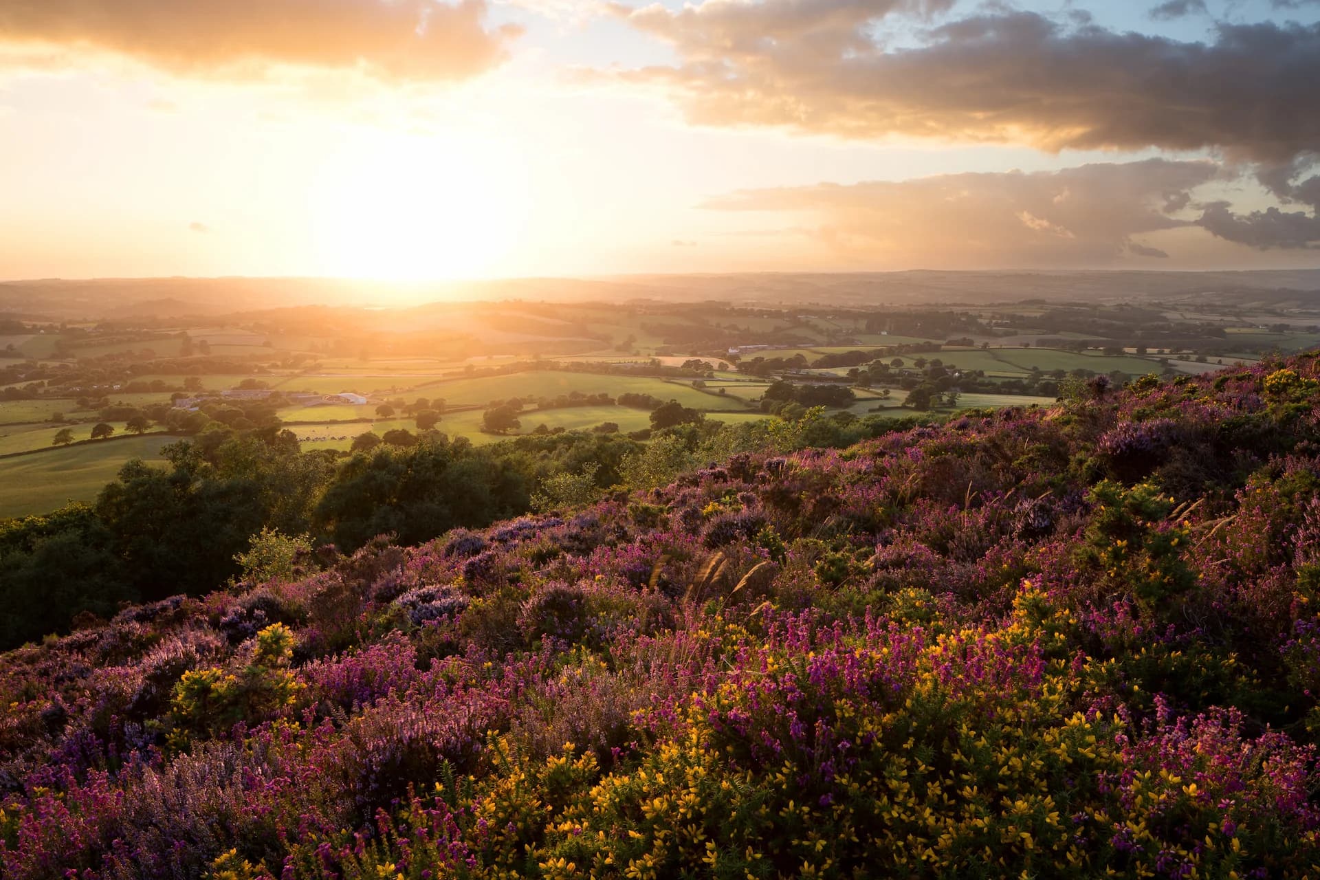 Blackdown Hills heathland with wildflowers overlooking the National Landscape
