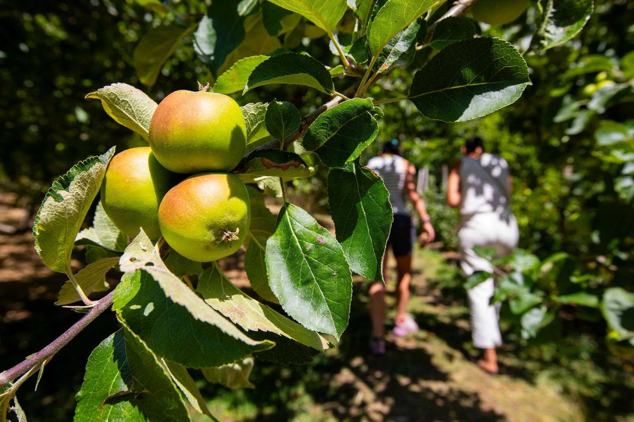 Green apples on branch with leaves in Hawkwood orchard, people visible in blurred background